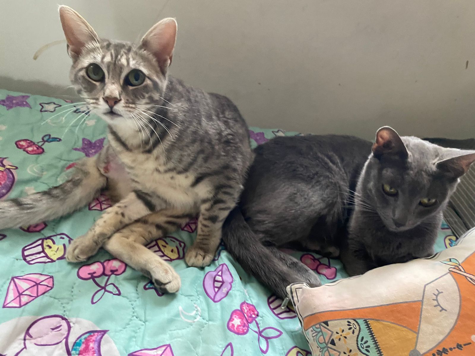 WhatsApp Image 2026-01-21 at 16.41.41 (1)